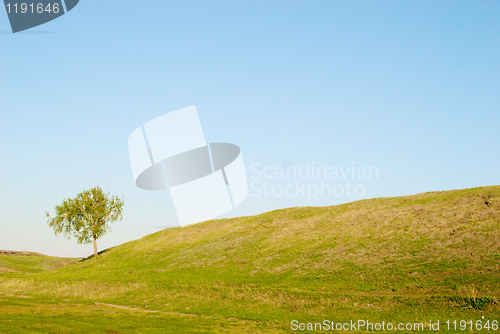 Image of tree in field