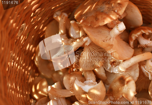 Image of basket with eatable mushrooms