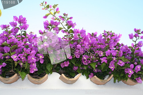 Image of Lilac bougainvillea