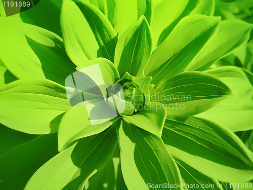 Image of green plant background