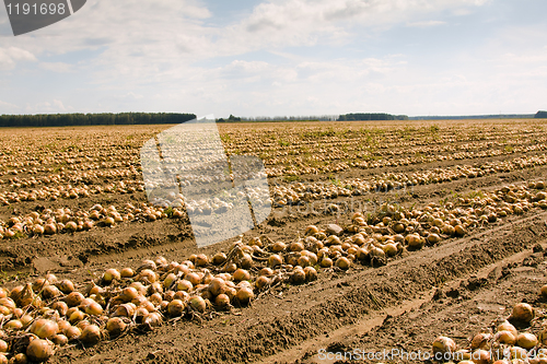 Image of harvest company (onions)