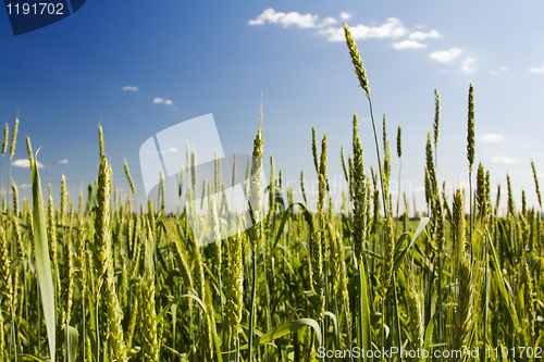 Image of Green ears of wheat
