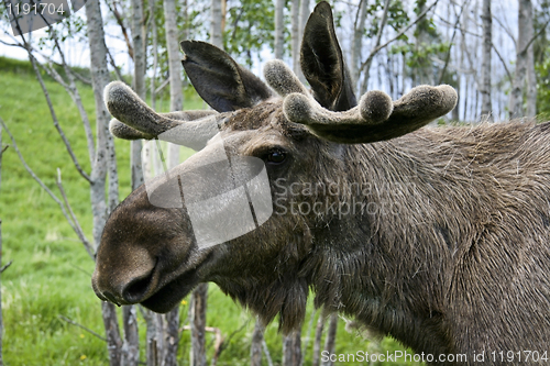Image of  moose 