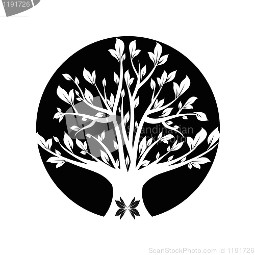 Image of Black tree