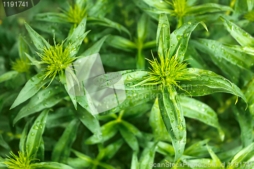 Image of Group of young green plants