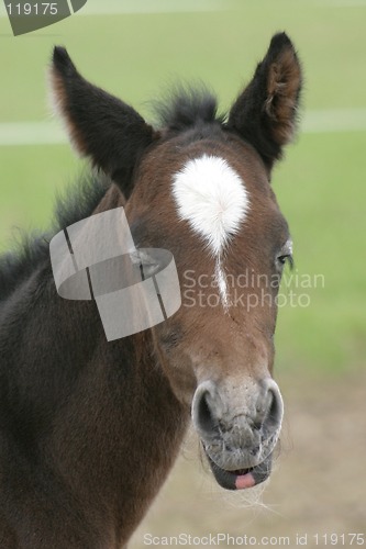 Image of Foal closing its yes