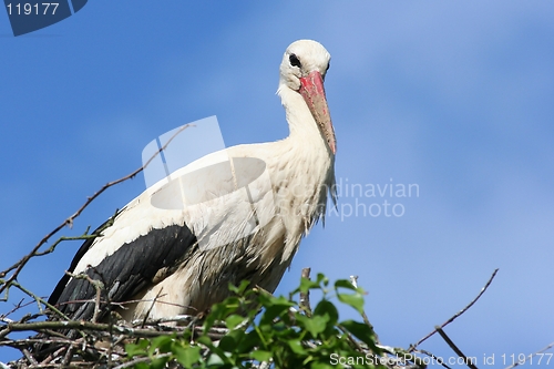 Image of stork