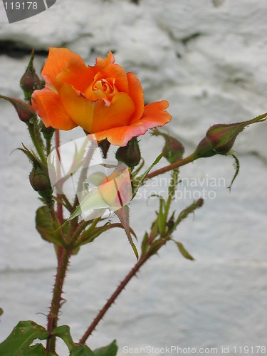 Image of Orange rose