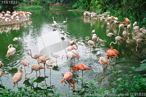 Image of Flamingo birds in the pond