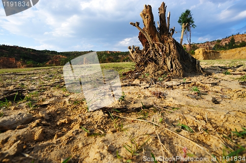 Image of Tree root on dried field