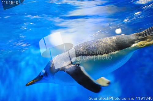 Image of Swimming penguin
