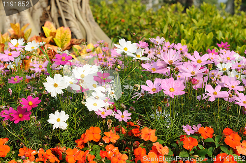 Image of Flowers