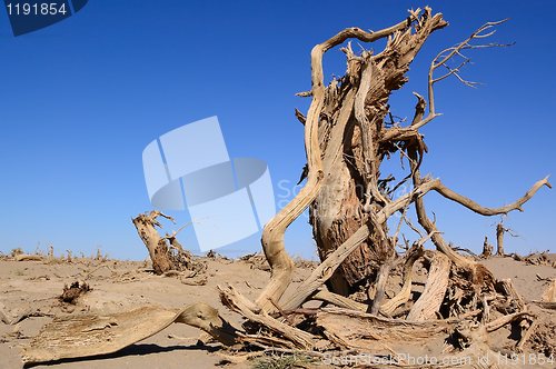 Image of Dead trees