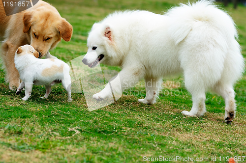 Image of Three dogs playing