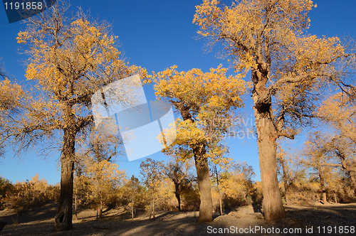 Image of Trees with yellow leaves 