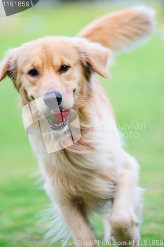 Image of Golden retriever dog running