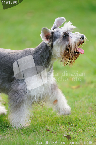 Image of Miniature schnauzer dog