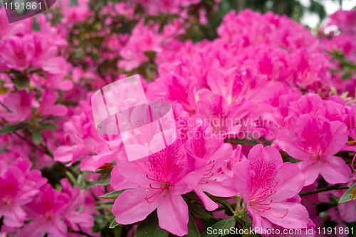 Image of Azalea flowers