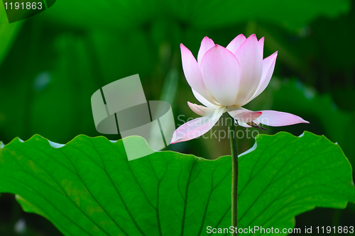 Image of Lotus flower