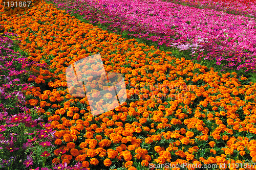 Image of Garden full of flowers