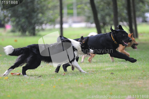 Image of Dogs running