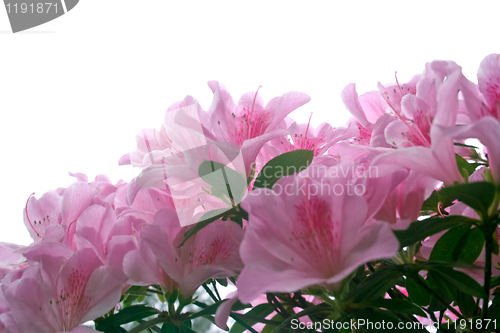 Image of Azalea flowers