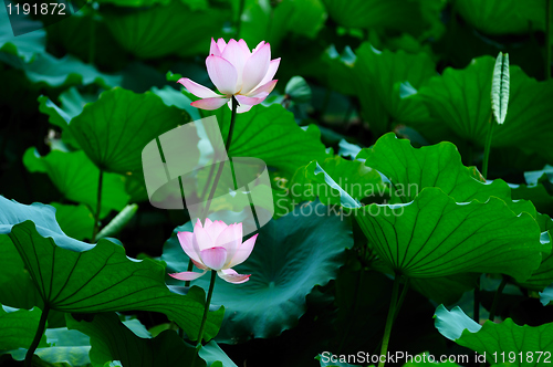 Image of Two lotus flowers