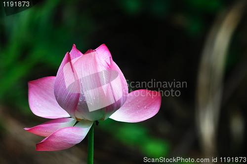 Image of Lotus flower