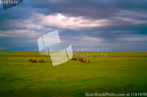 Image of Horses in grassland