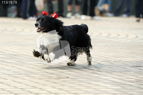 Image of Lovely little dog running