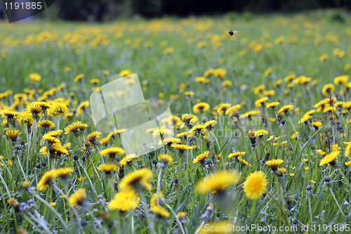 Image of Sunny dandelion field nr1