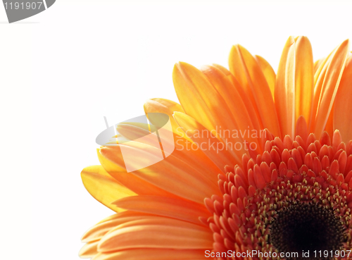 Image of fragment of gerber daisy flower 