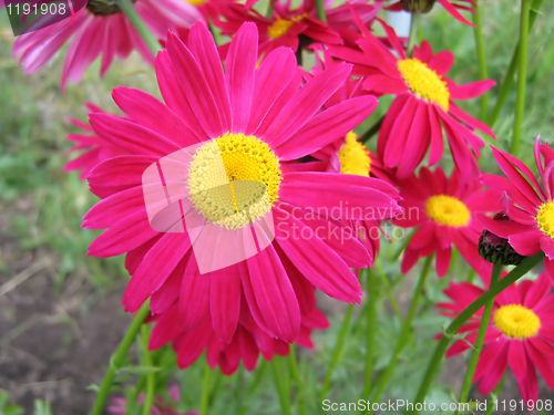 Image of beautiful pink flowers