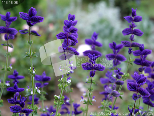 Image of beautiful flowers of salvia