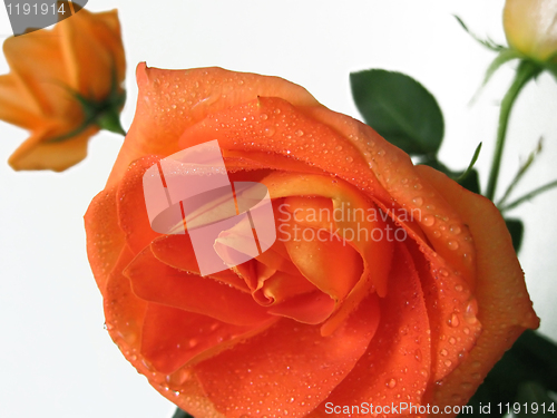 Image of beautiful rose with water drops