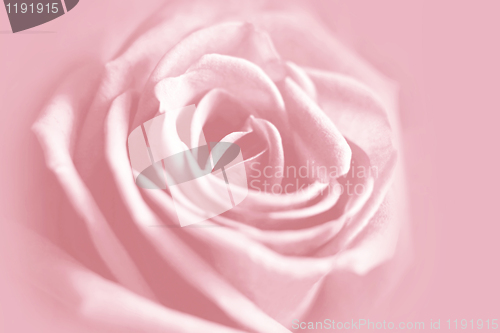 Image of gentle pink rose background