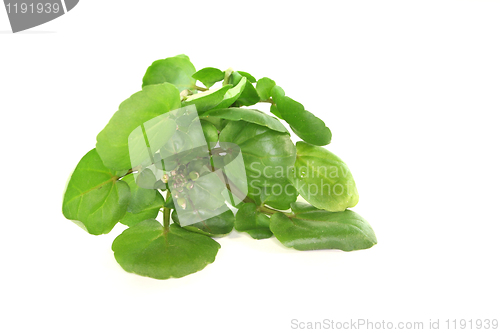 Image of Watercress