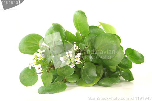 Image of Watercress