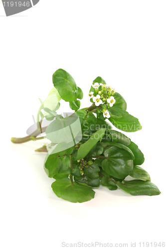 Image of Watercress