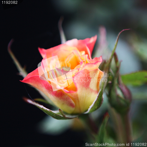 Image of Budding Rose