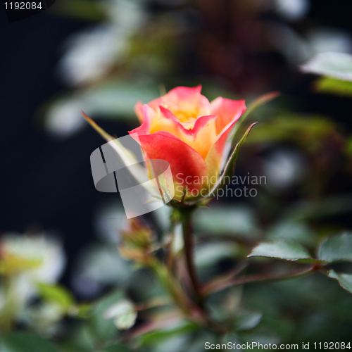 Image of Rose