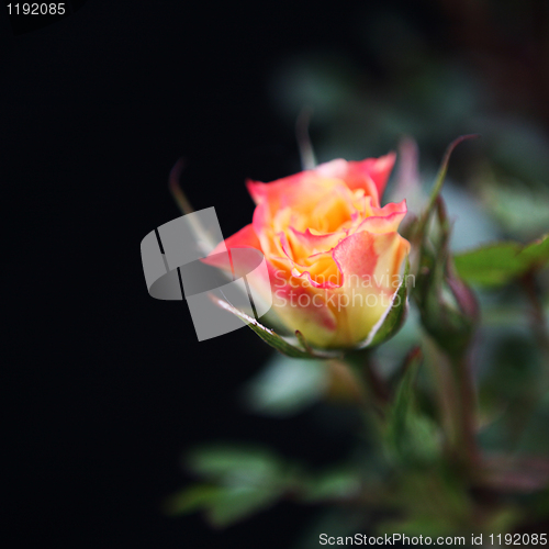 Image of Budding Rose