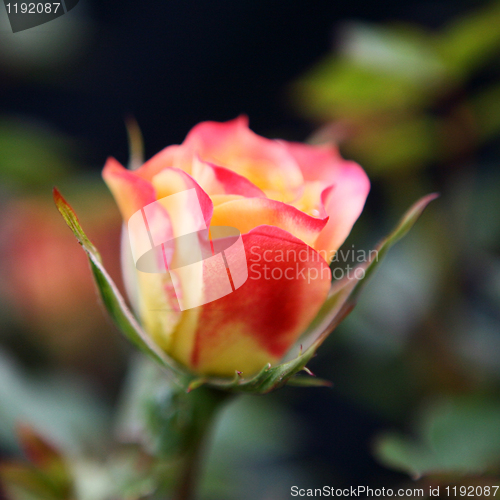 Image of Budding Rose