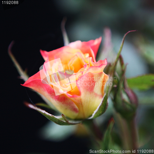 Image of Rose