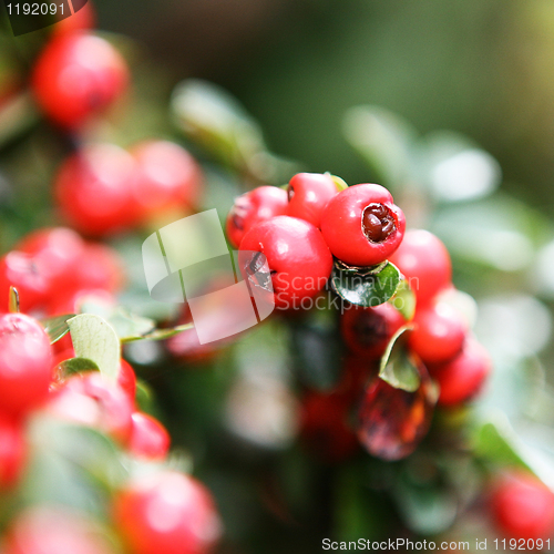 Image of Red Berry