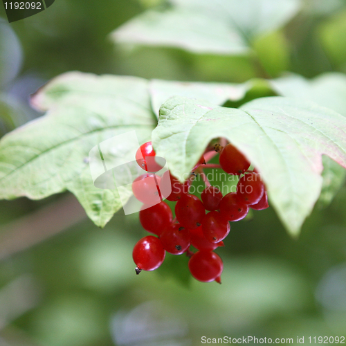 Image of Red Berry