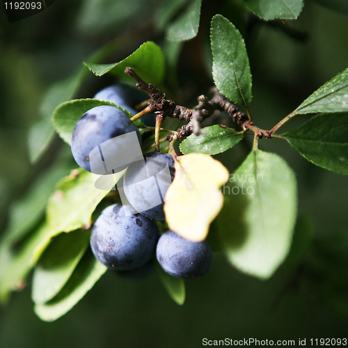 Image of Sloeberry