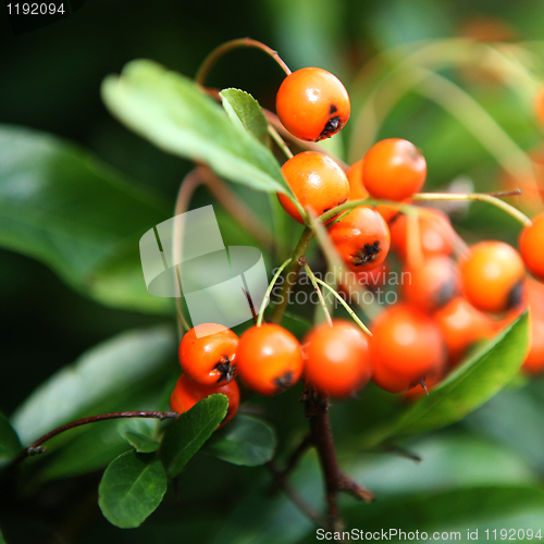 Image of Orange Berry