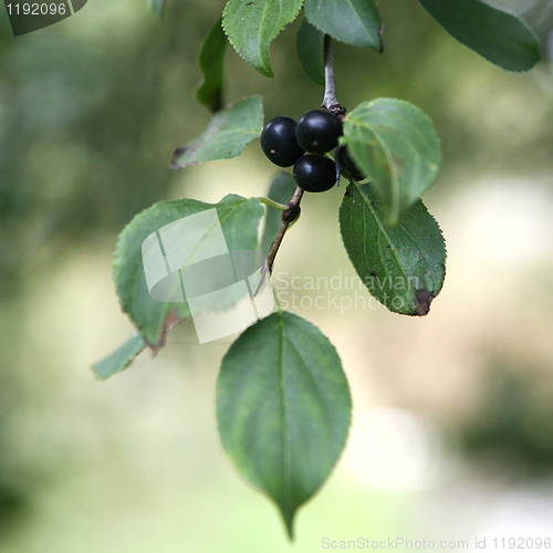 Image of Black Berry