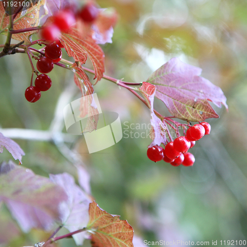 Image of Red Berry